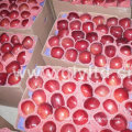 Golden Supplier for Chinese Fresh Red Apple